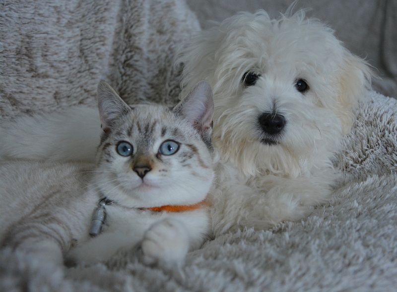 Cane e gatto: come farli vivere insieme serenamente